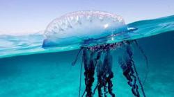 Медуза ируканджи (лат. Carukia barnesi). Австралию наводнили медузы-убийцы Смелый экспериментатор Джек Барнс